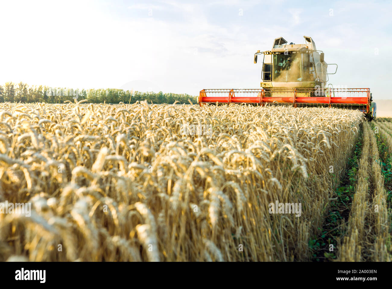 Vor dem Hintergrund eines sonnigen Sommertag und blauer Himmel mit Wolken. Mähdrescher ernten Reif goldene Weizen auf dem Feld. Das Bild der Stockfoto