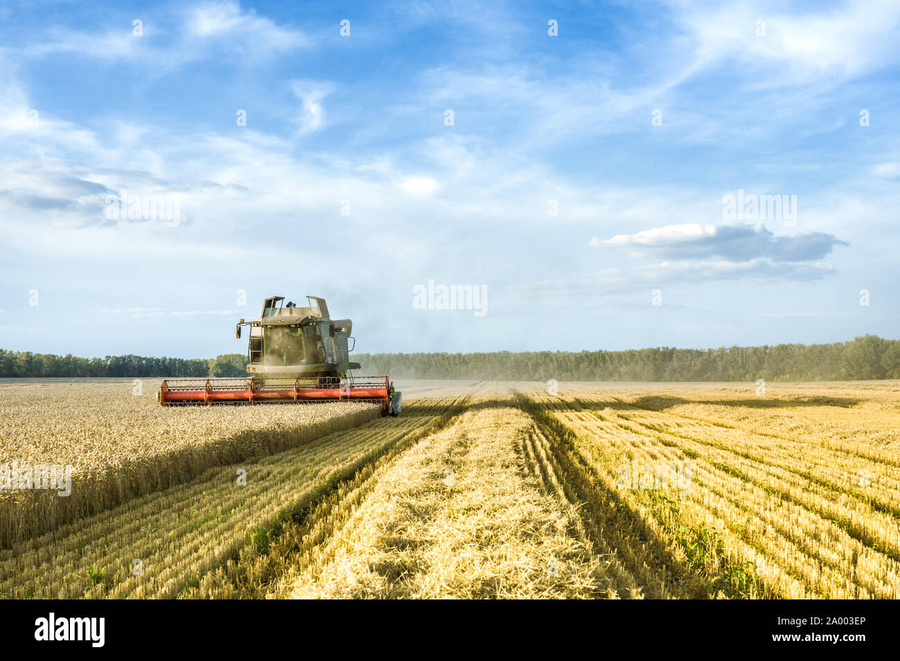 Vor dem Hintergrund eines sonnigen Sommertag und blauer Himmel mit Wolken. Mähdrescher ernten Reif goldene Weizen auf dem Feld. Das Bild der Stockfoto