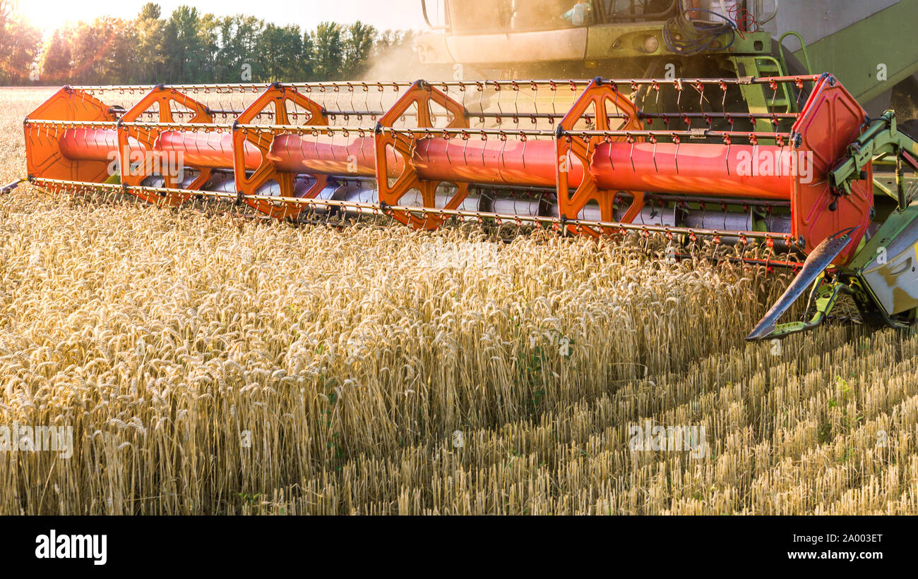 Vor dem Hintergrund eines sonnigen Sommertag und blauer Himmel mit Wolken. Mähdrescher ernten Reif goldene Weizen auf dem Feld. Das Bild der Stockfoto