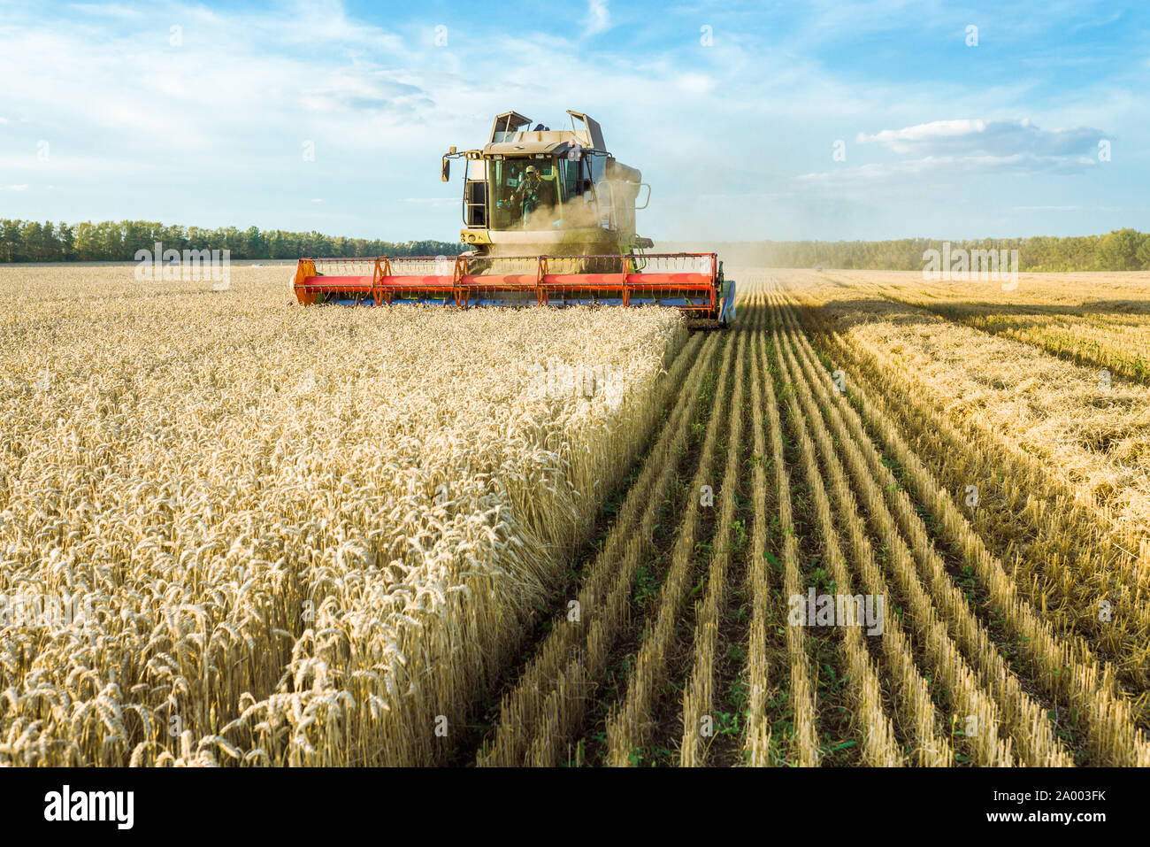 Vor dem Hintergrund eines sonnigen Sommertag und blauer Himmel mit Wolken. Mähdrescher ernten Reif goldene Weizen auf dem Feld. Das Bild der Stockfoto