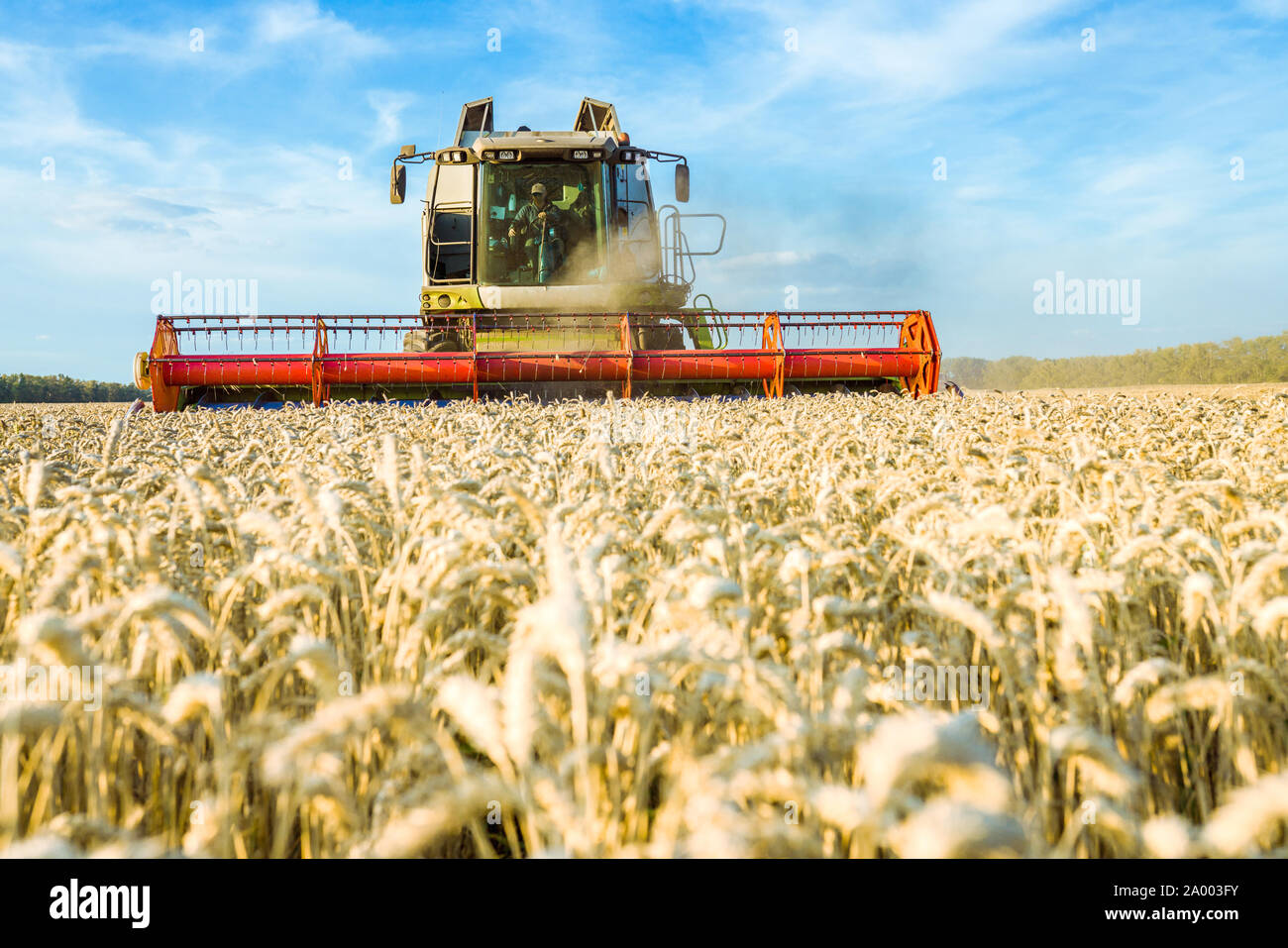 Vor dem Hintergrund eines sonnigen Sommertag und blauer Himmel mit Wolken. Mähdrescher ernten Reif goldene Weizen auf dem Feld. Das Bild der Stockfoto