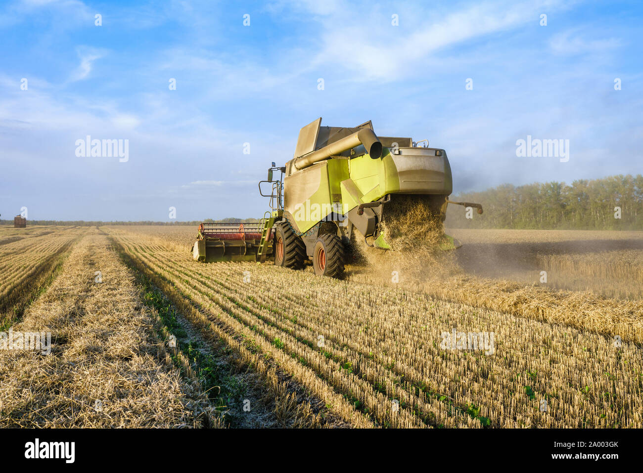 Vor dem Hintergrund eines sonnigen Sommertag und blauer Himmel mit Wolken. Mähdrescher ernten Reif goldene Weizen auf dem Feld. Das Bild der Stockfoto