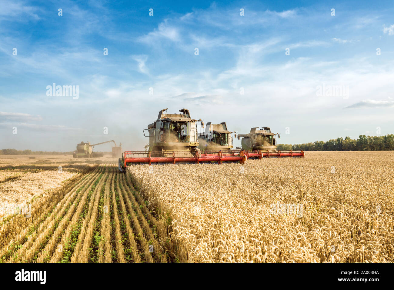 Vor dem Hintergrund eines sonnigen Sommertag und blauer Himmel mit Wolken. Mähdrescher ernten Reif goldene Weizen auf dem Feld. Das Bild der Stockfoto