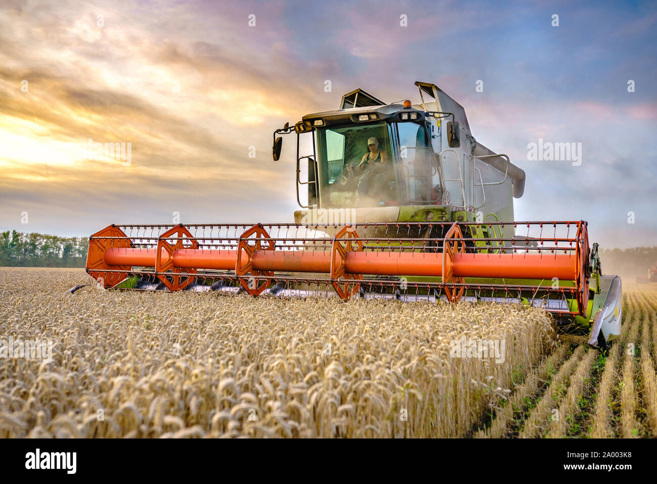 Vor dem Hintergrund eines sonnigen Sommertag und blauer Himmel mit Wolken. Mähdrescher ernten Reif goldene Weizen auf dem Feld. Das Bild der Stockfoto