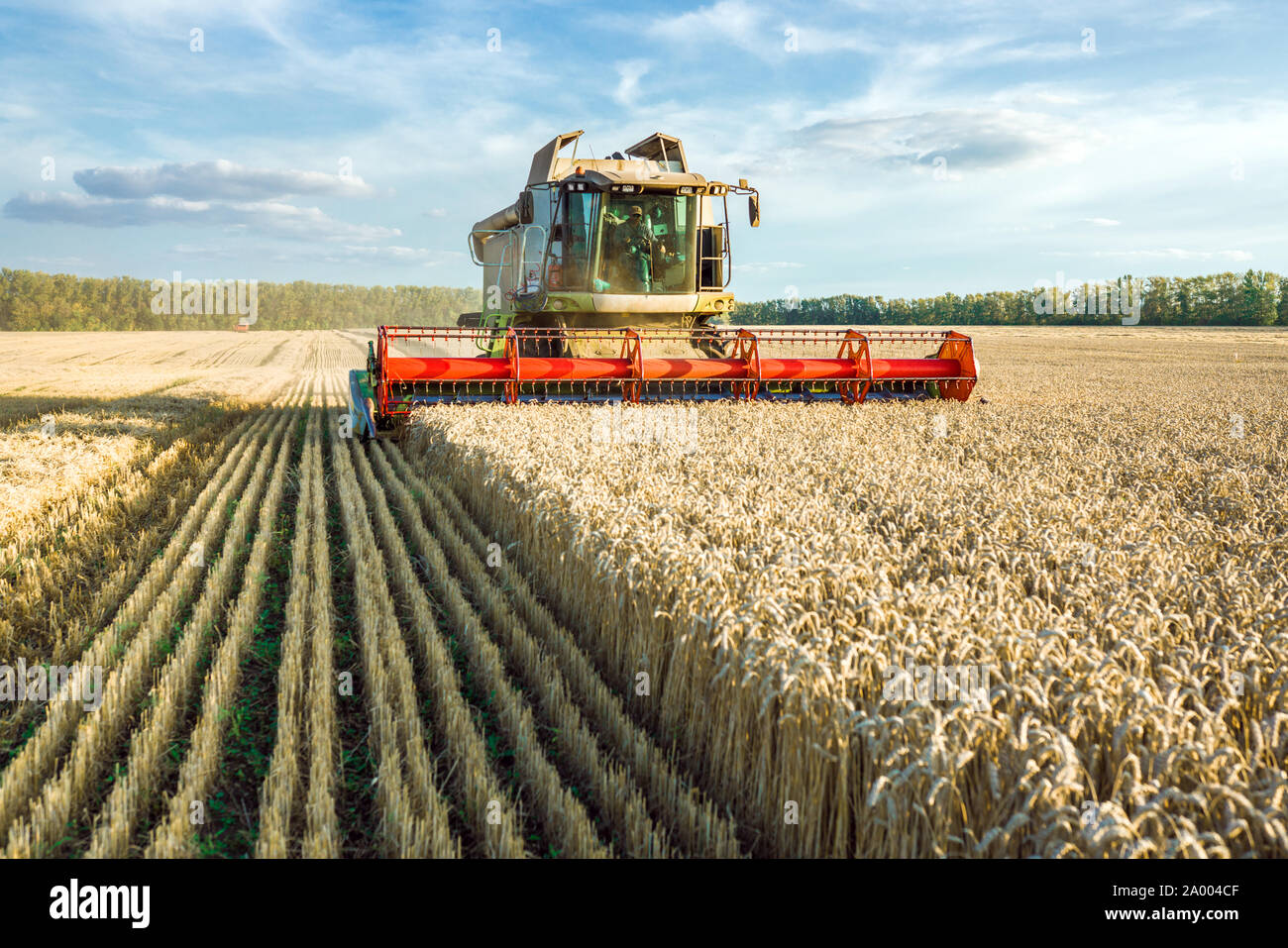 Vor dem Hintergrund eines sonnigen Sommertag und blauer Himmel mit Wolken. Mähdrescher ernten Reif goldene Weizen auf dem Feld. Das Bild der Stockfoto