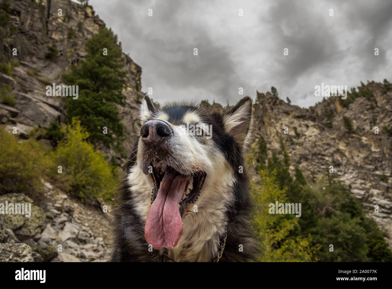 Nahaufnahme einer glücklichen Alaskan Malamute auf eine Wanderung in die Berge. Stockfoto