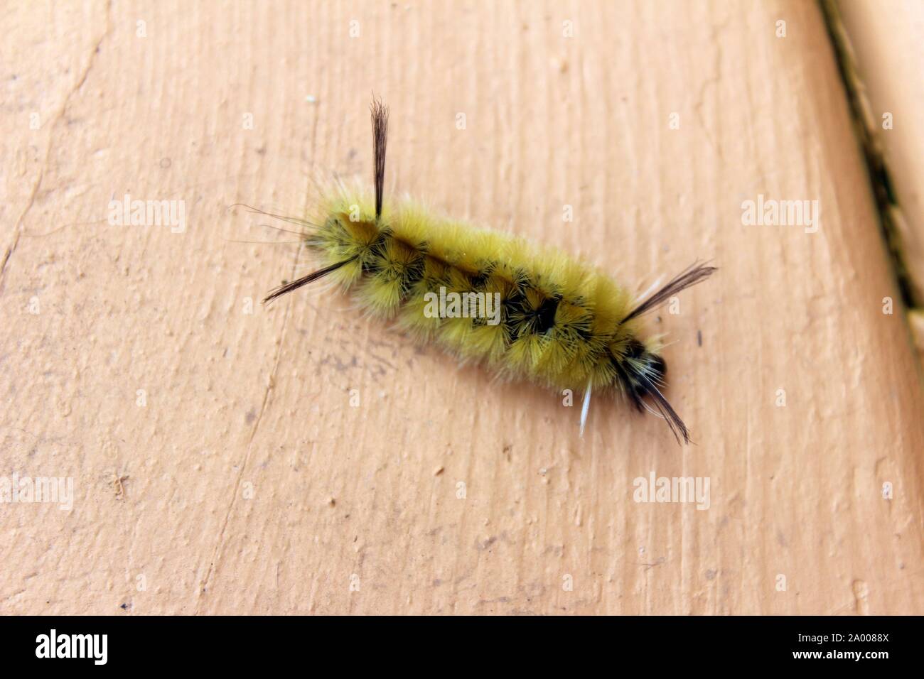 Gebänderte Tussock Motte Caterpillar gehen Über ein Deck Stockfoto