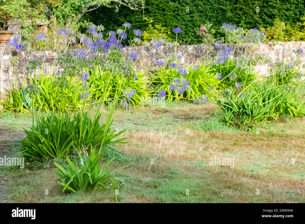 Dichten Garten in der Bretagne, schönes Haus mit Agapanthus und Rosen