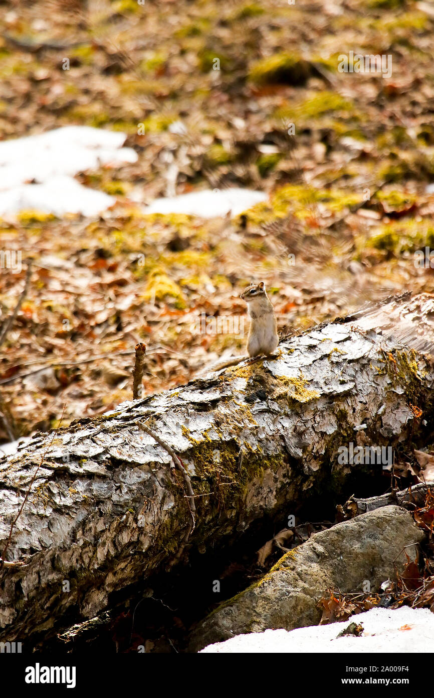 Sibirische Streifenhörnchen, Eutamias Sibiricus oder Tamias sibiricus. Lazovsky Nature Reserve, sikhote-alin Mountain Range. Primorski Kray. Russland, Asien Stockfoto
