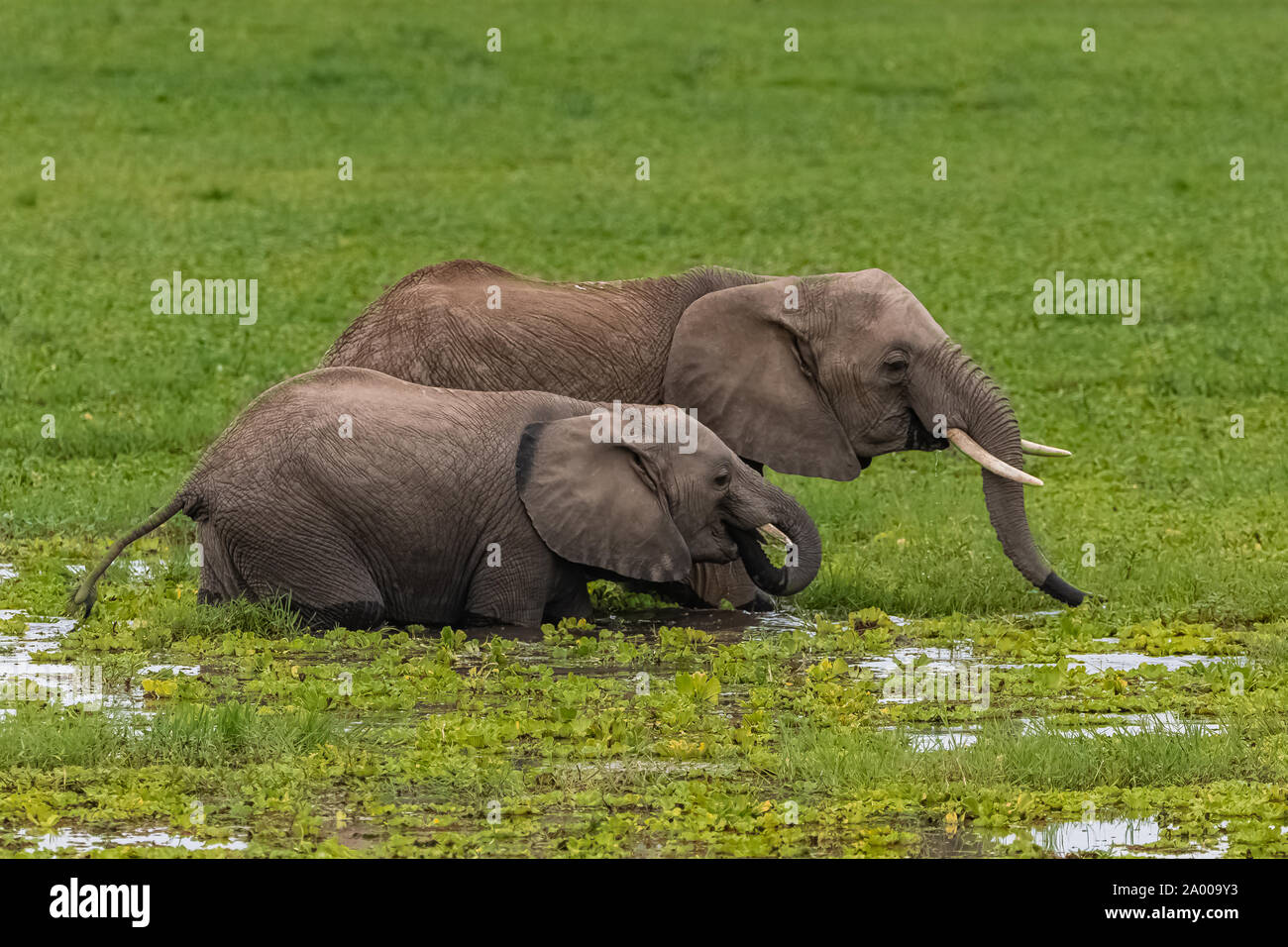 Elefanten in den Sümpfen in Afrika, Trinken und Baden Stockfoto
