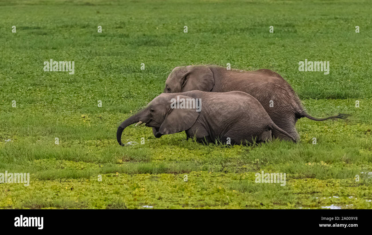 Elefanten in den Sümpfen in Afrika, Trinken und Baden Stockfoto