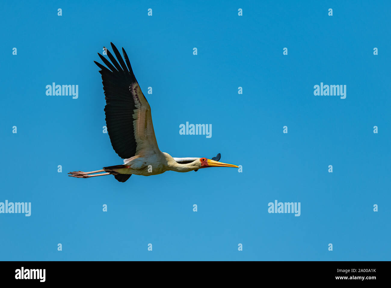 Nimmersatt, mycteria Ibis, afrikanische Vogel fliegen in Afrika Stockfoto