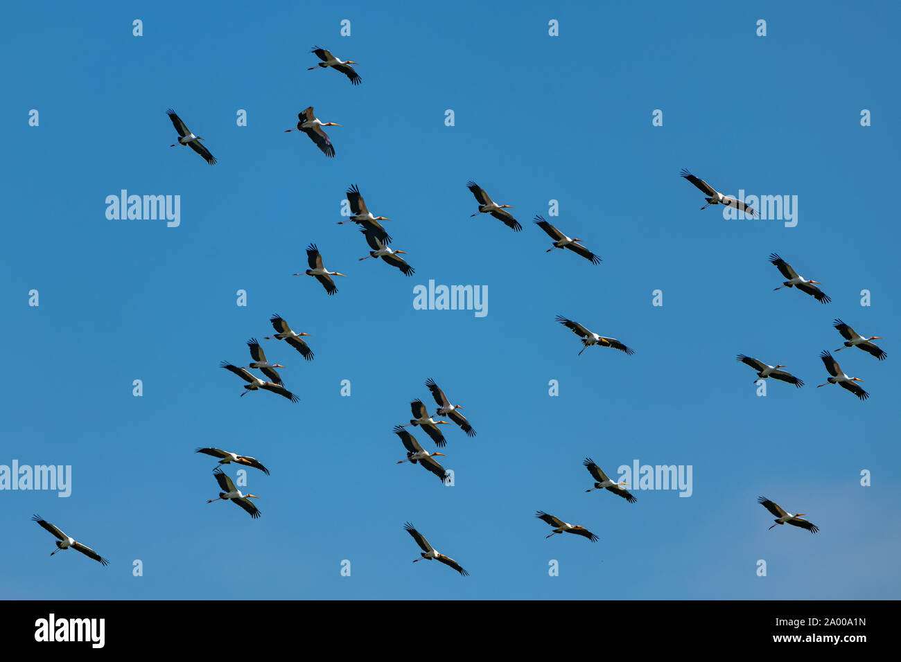 Yellow-billed Störche Mycteria ibis, afrikanische Vögel in Afrika Stockfoto