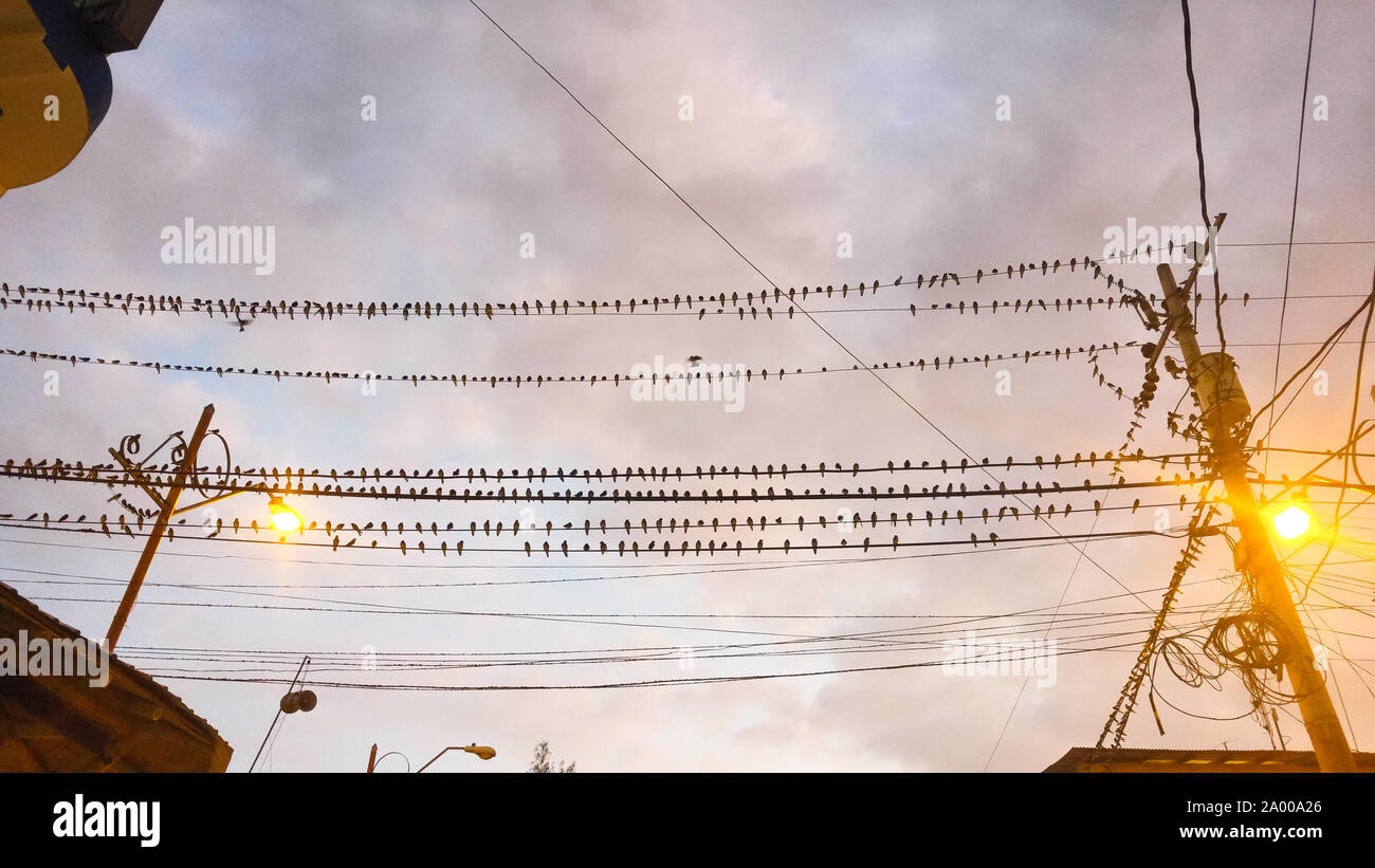 Malerische Urban Street Szene mit viele Vögel in der strassenbeleuchtung Kabel in Montanita, dem berühmtesten Tränke in Ecuador Stockfoto