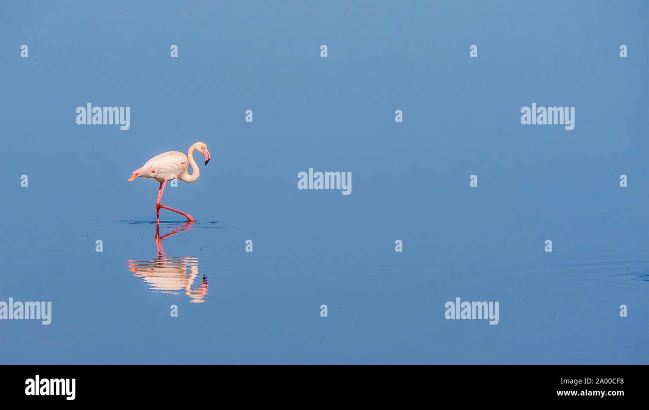 Eine friedliche Szene als anmutige Flamingo watet durch ruhiges Wasser, mit seiner Reflexion sichtbar. Namibia. Stockfoto