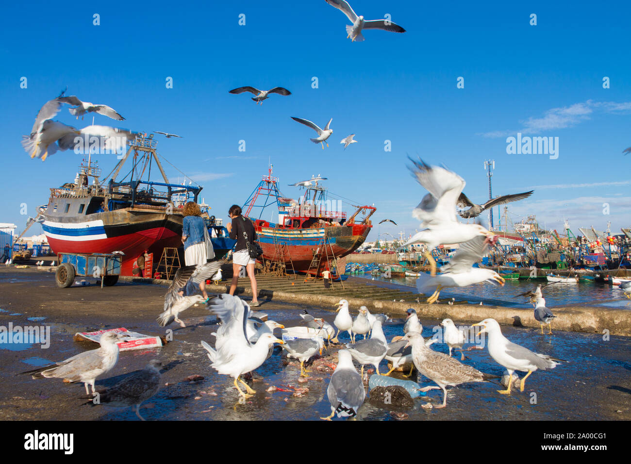 Herden von Möwen über Essaouira Fischereihafen, Marokko fliegen. Fischerboot im Hafen von Essaouira angedockt wartet auf eine vollständige Reparatur mit einem Bootshaken Stockfoto