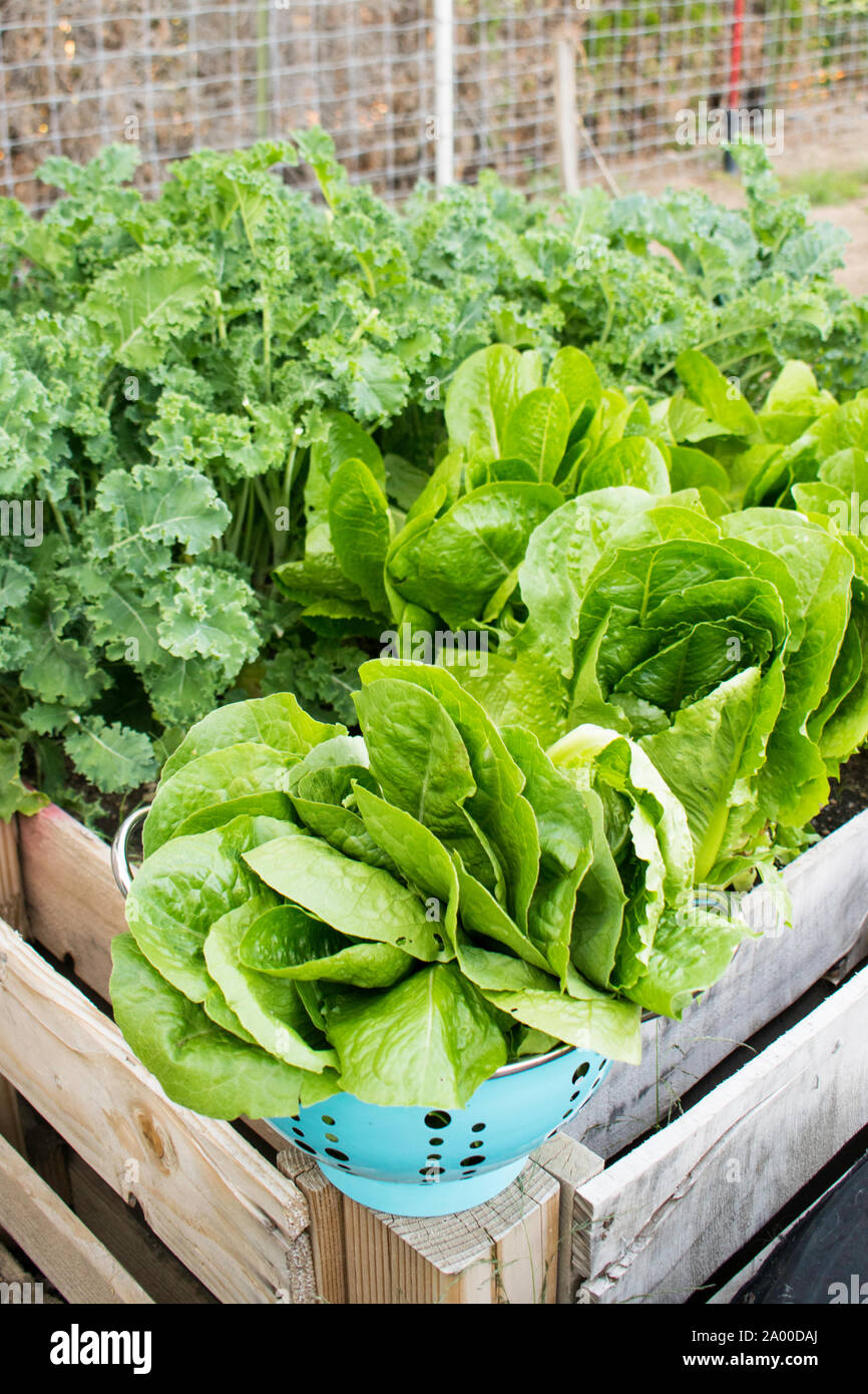 Ernten Grünkohl und Kopfsalat patch wächst in einer angehobenen Garten Bett aus Paletten auf einem Gehöft Gemüsegarten Stockfoto