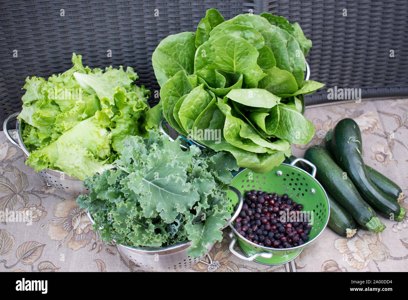 Homesteading Ernte von selbst angebauten Obst und Gemüse Zucchini, Kohl, Salat, Erbstück Kopfsalat Stockfoto