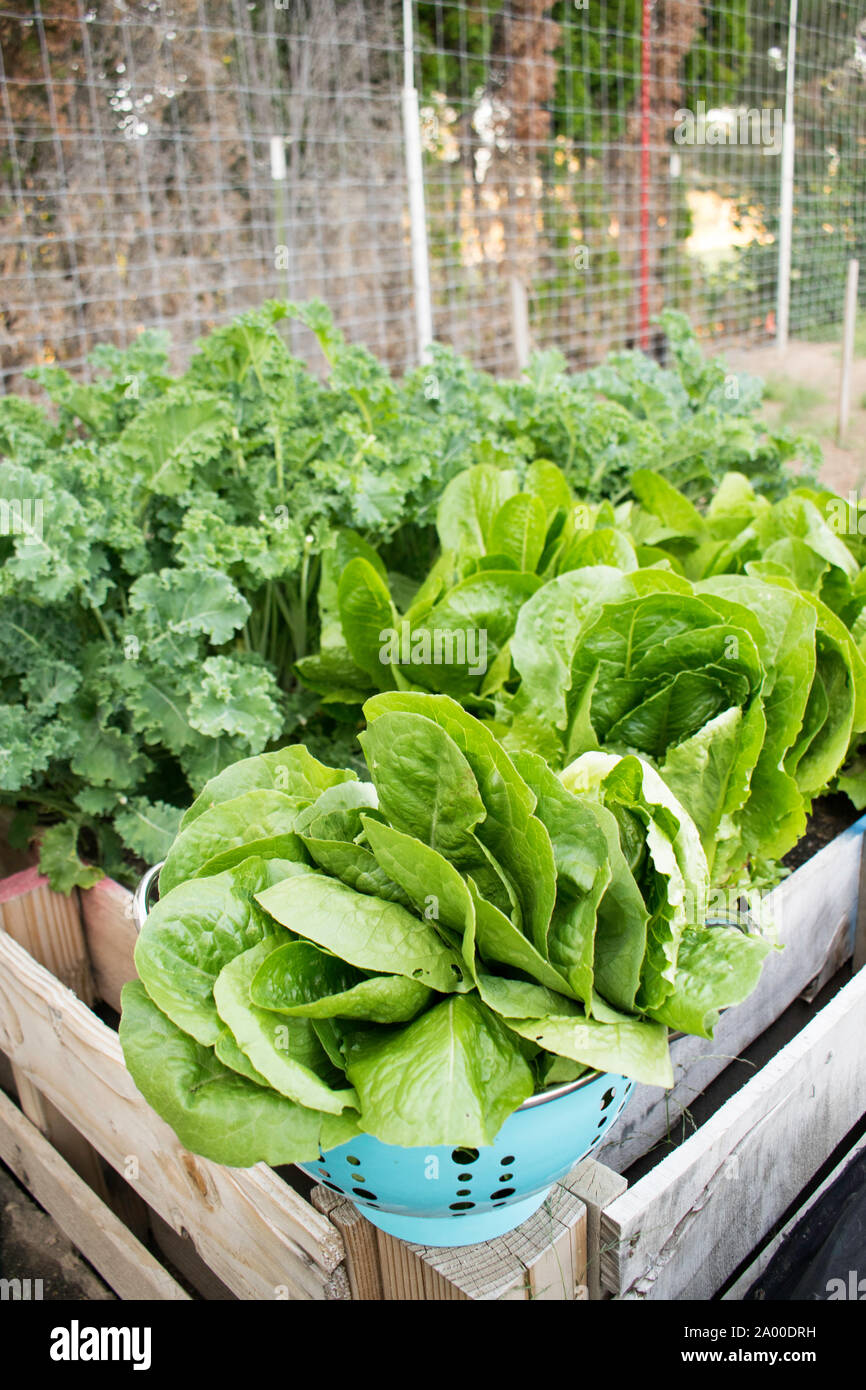 Kopfsalat patch in angehobener Garten bed Stockfoto