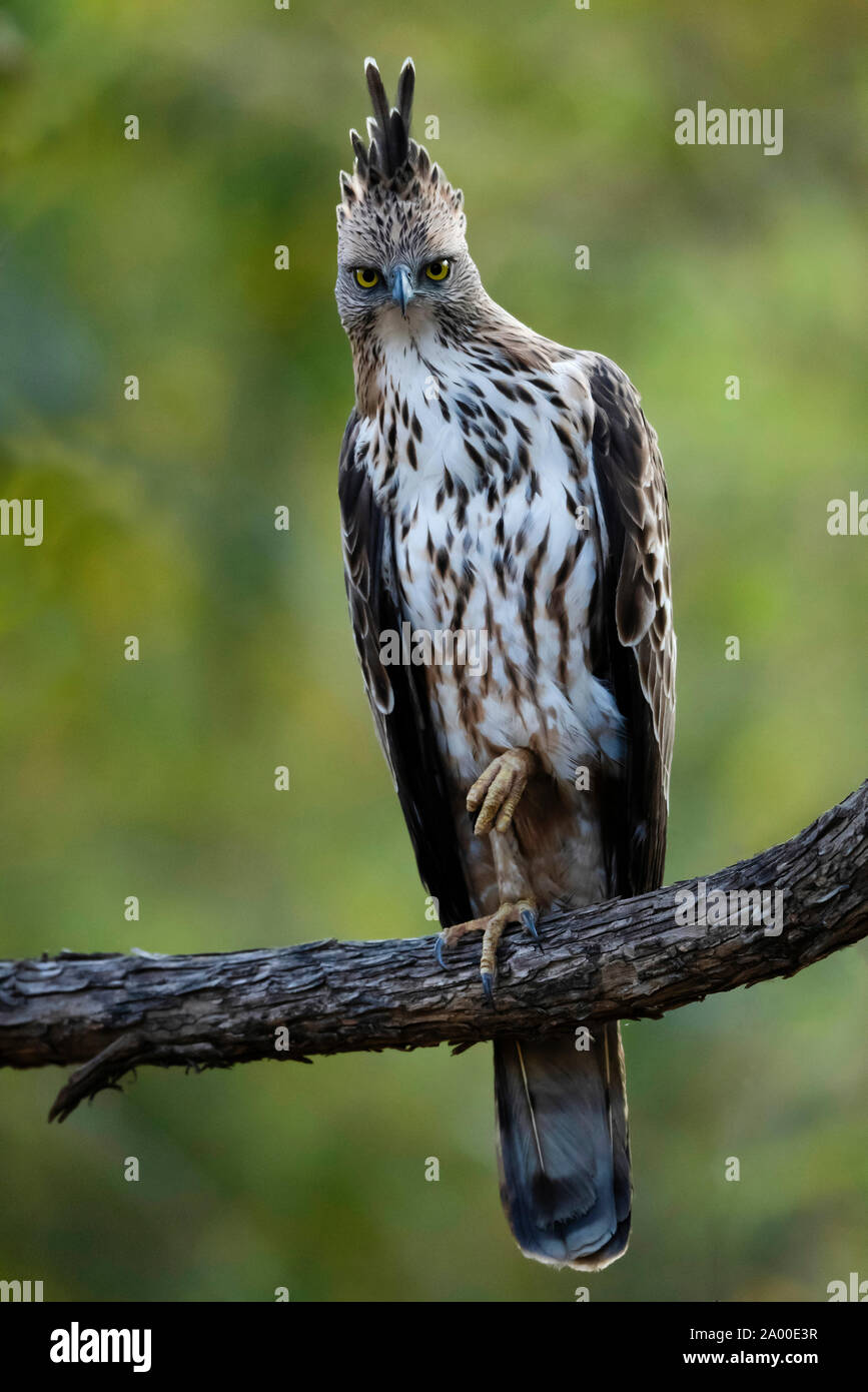 Crested hawk Eagle, Nisaetus cirrhatus an Tadoba Tiger Reserve, Chandrapur in Maharashtra, Indien Stockfoto