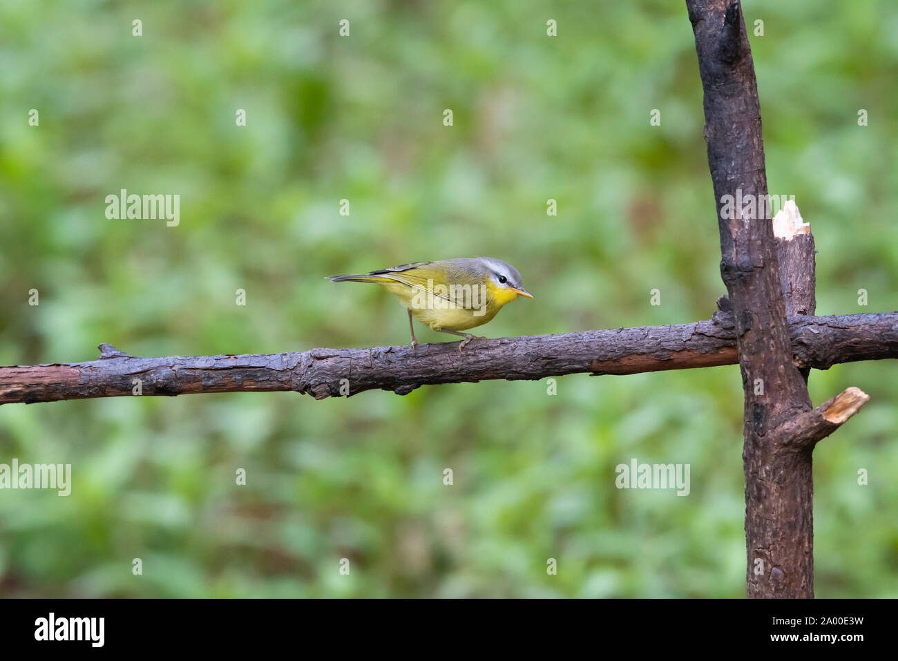 Grau hooded Warbler, Phylloscopus xanthoschistos an Sattal in Nainital, Uttarakhand, Indien Stockfoto