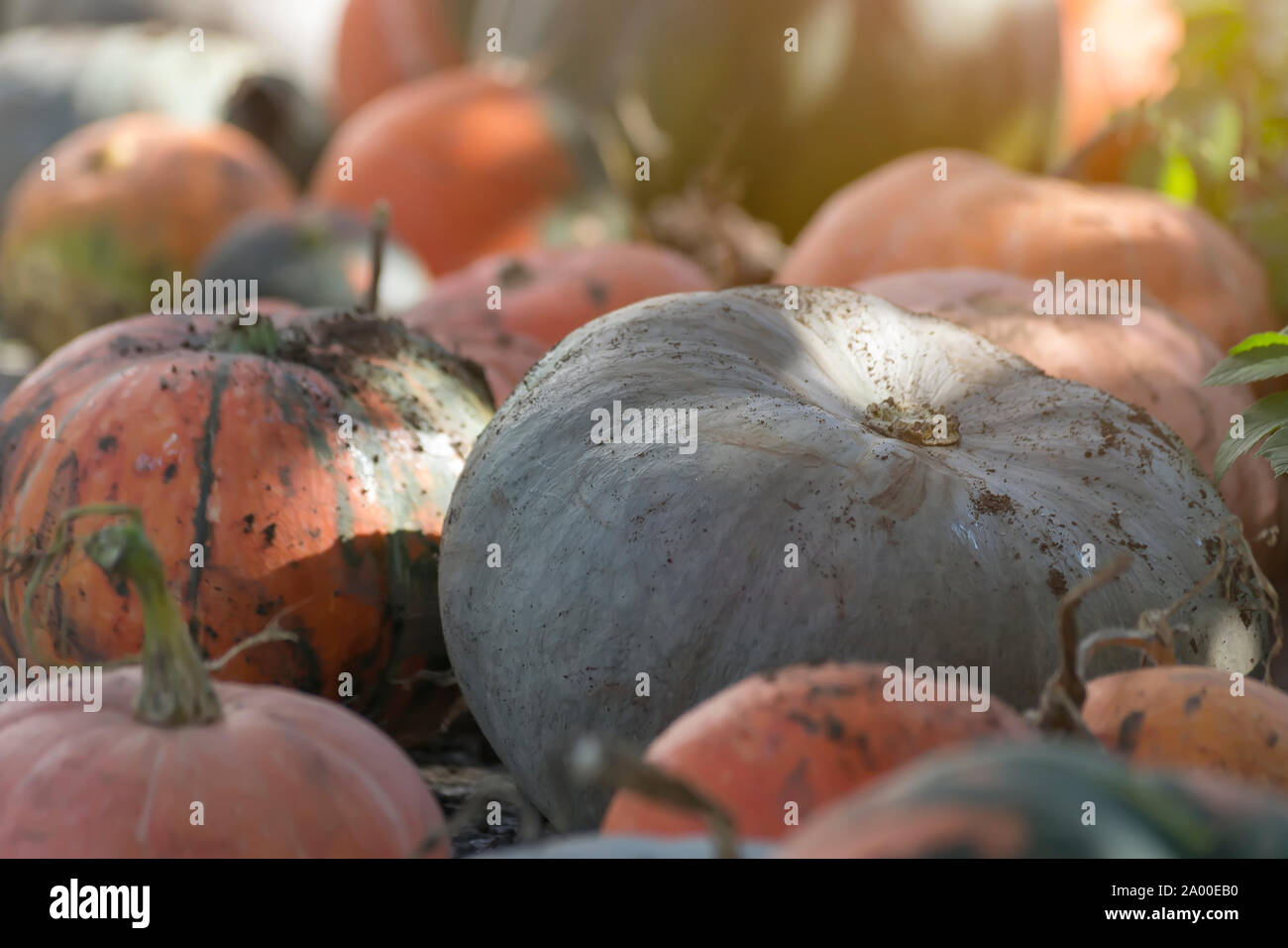 Mehrfarbige schmutzig Kürbisse liegen auf dem Boden. Herbst Ernte. Gemüse aus der Nähe. Stockfoto