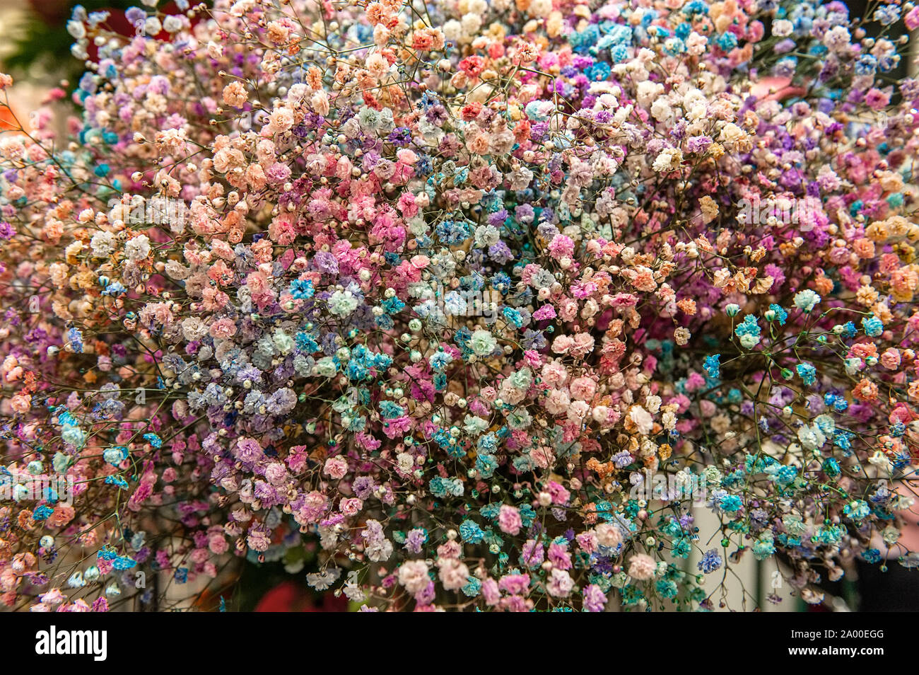 Blumen schöne farbige Hintergrund. Kleine bunte Blütenstände von kleinen Blumen. Blumen Baby Atem. Selektiver Fokus Stockfotografie