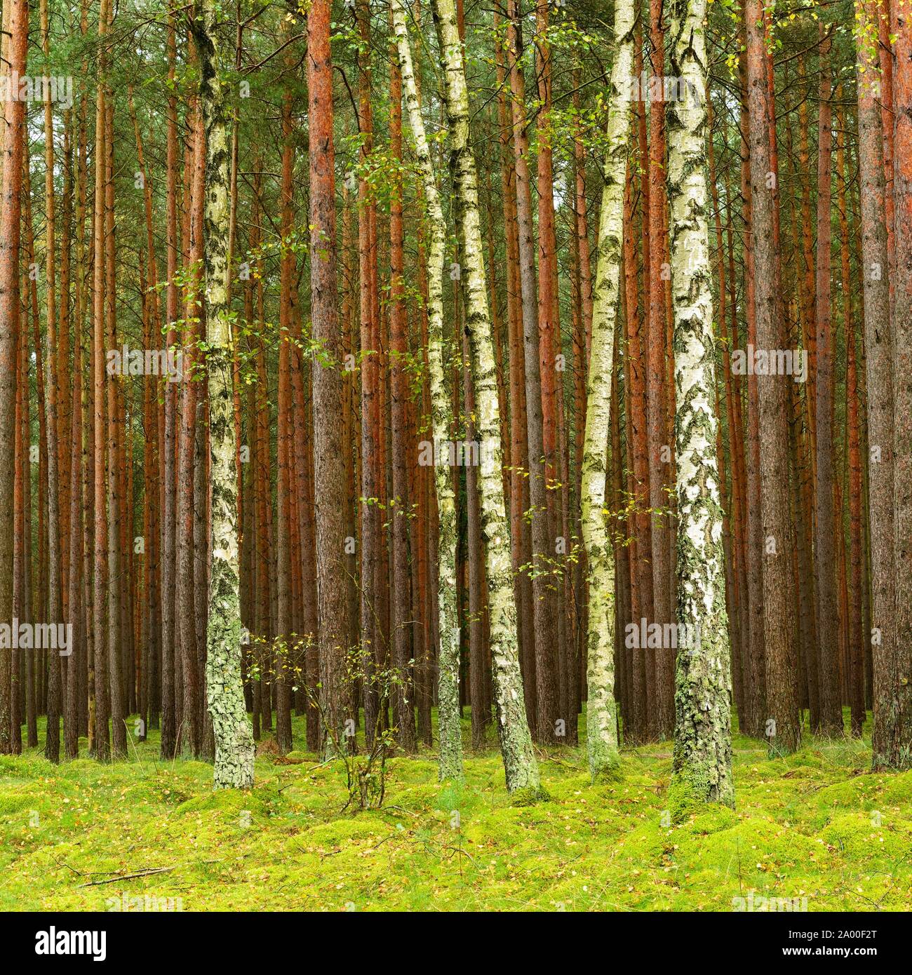 Pineswald (Pinus), vor einzelne Birken (Betula), moosigen Boden, Mecklenburg-Vorpommern, Deutschland Stockfoto