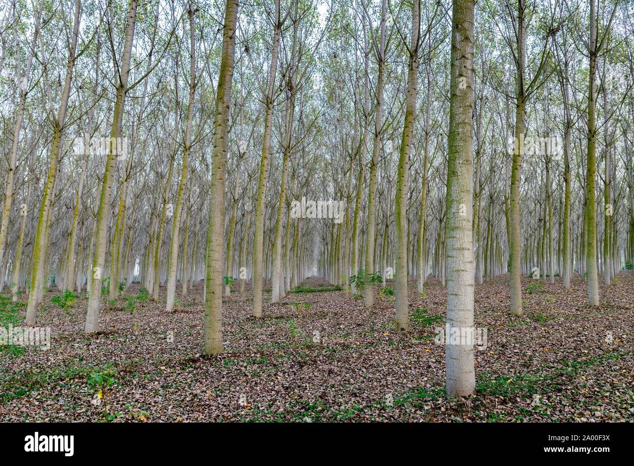 Pappeln (Populus), Plantation, Po-ebene, Provinz Regio Emilia, Emilia-Romagna, Italien Stockfoto