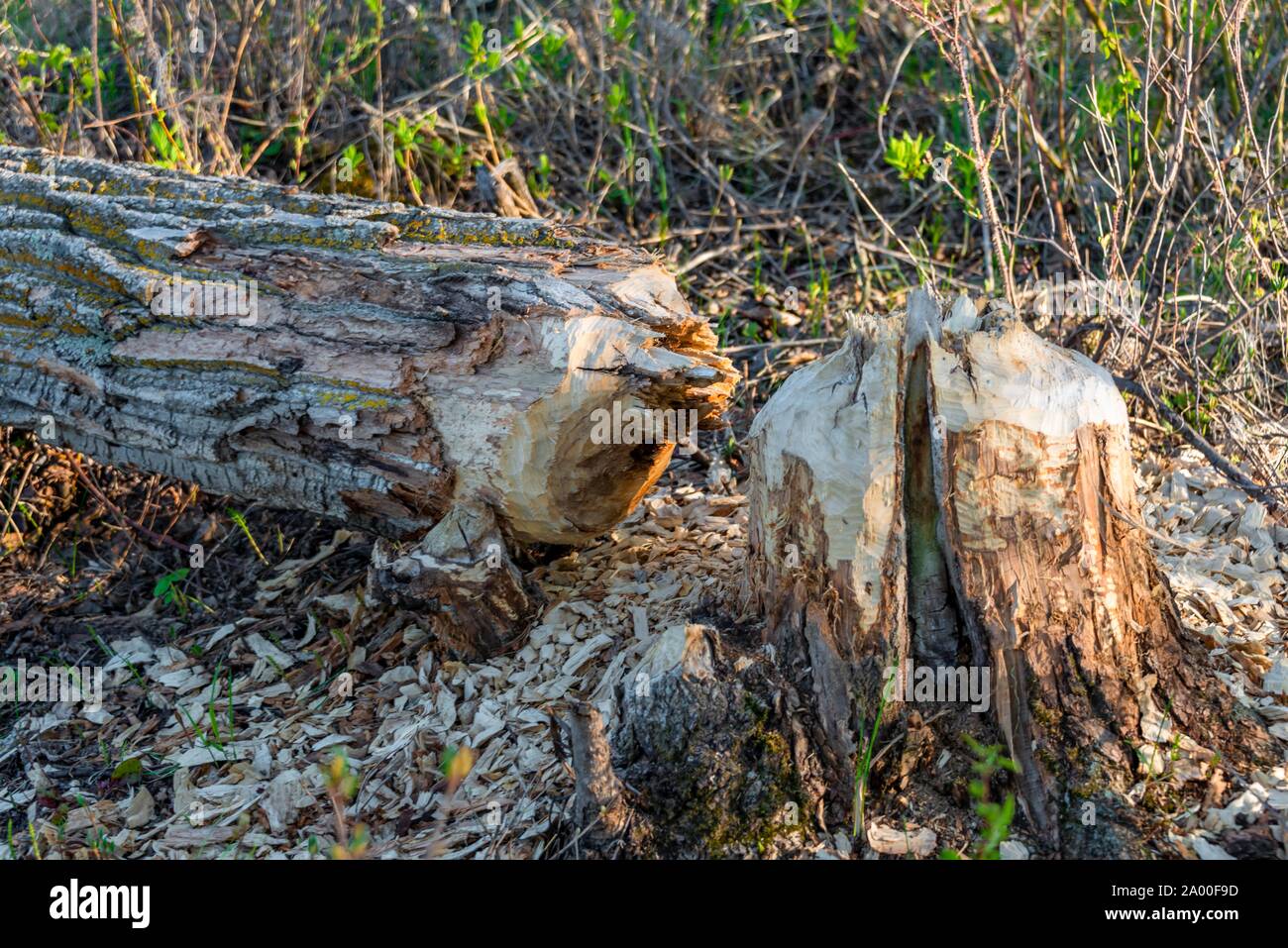 Biber Beschädigung, gefällten Baumes, Elk Island National Park, Alberta, Kanada Stockfoto