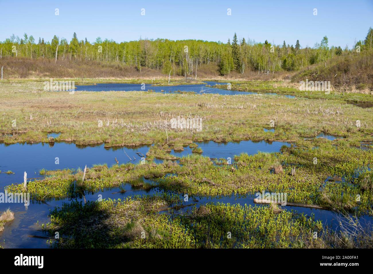Feuchtgebiet, Elk Island National Park, Alberta, Kanada Stockfoto