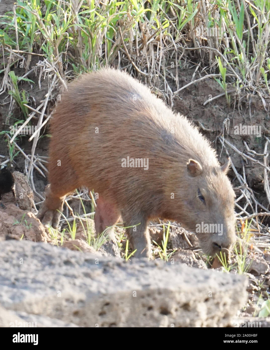 Das Capybara (Hydrochoerus hydrochaeris) ist ein Säugetier aus Südamerika.  Es ist das größte lebende Nagetier der Welt. Auch als chigüire, chigüiro  und carpincho, dies ist ein wildes Tier, das am Ufer des