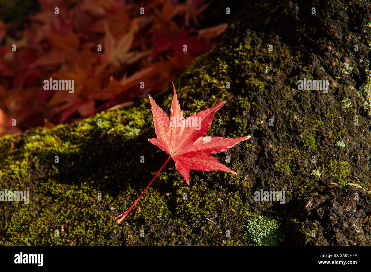 Rote herbst Maple Leaf on Green Moss Stone. Schöne Japan Saison ändern Natur Szene Stockfoto