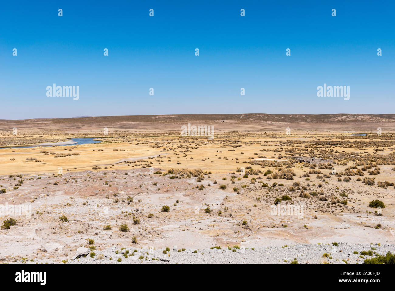 Die Vegetation des südlichen Altiplano, 3000 m über dem Meeresspiegel, nördlich von Uyuni, Potosi, Bolivien, Lateinamerika Stockfoto