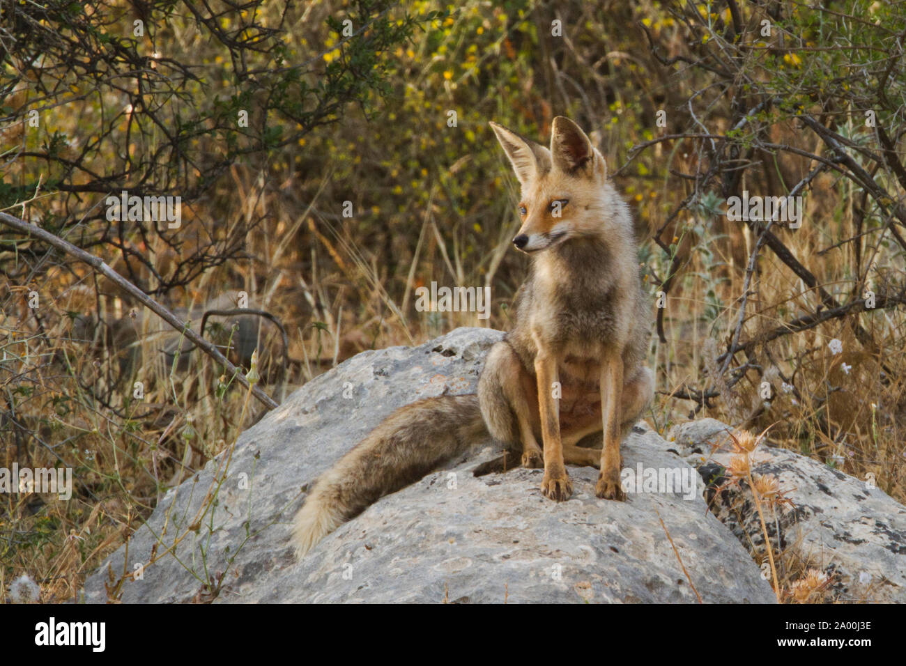 Fox in den Bergen von Galiläa Israel Stockfoto