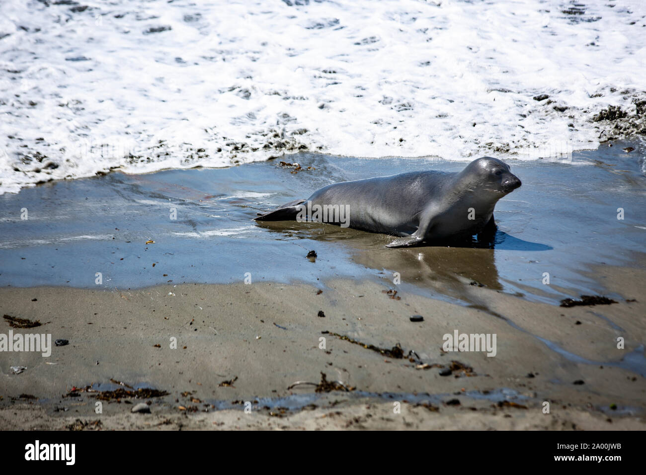 Seelöwen und See-Elefanten liegen am Strand des kalifornischen Küstenabschnitts Big Sur. Sterben Tiere faulenzen in der Sonne, lassen sich von den Wellen Stockfoto