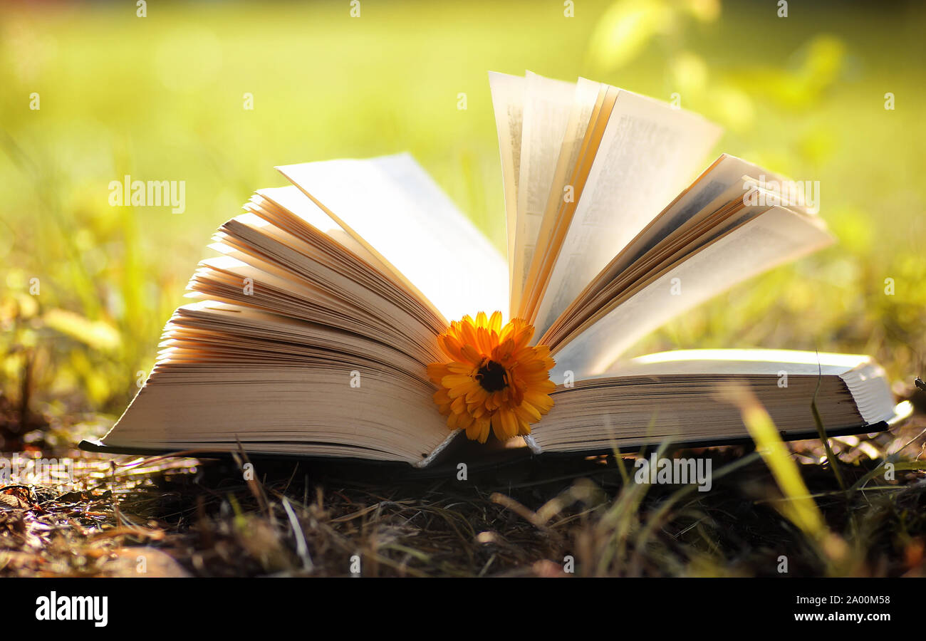 aufgeschlagenes Buch gelbe Herbstfärbung Stockfoto