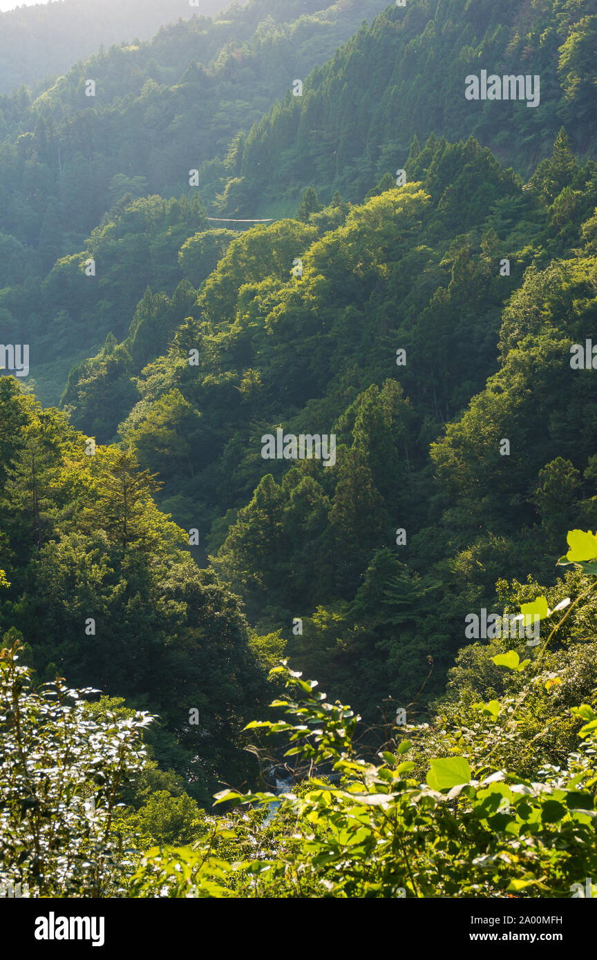 Wald im Japanischen Berge bei Sonnenuntergang. Berge bedeckt mit Bäumen. Ländliche Landschaft Landschaft. Auf Honshu, der Präfektur Kanagawa, Japan Stockfoto