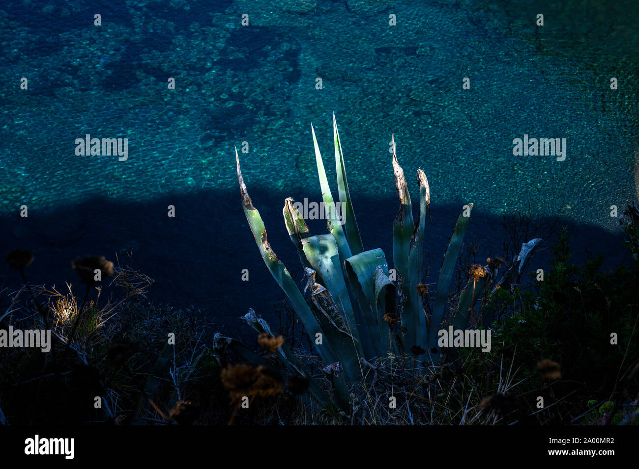 Agave ist eine sukkulente Pflanze mit Rosetten von schmalen stacheligen Blätter und Blütenstände, die ursprünglich aus dem Süden der USA und tropischen Amerika Stockfoto