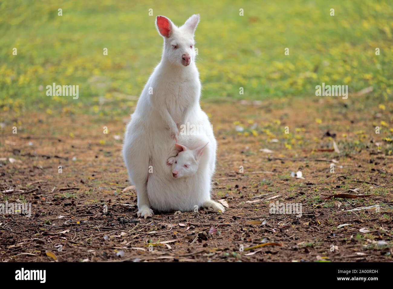 Bennett Wallaby, albino, erwachsene Frau mit Joey, kuscheligen Creek, South Australia, Australien, (Macropus rufogriseus) Stockfoto