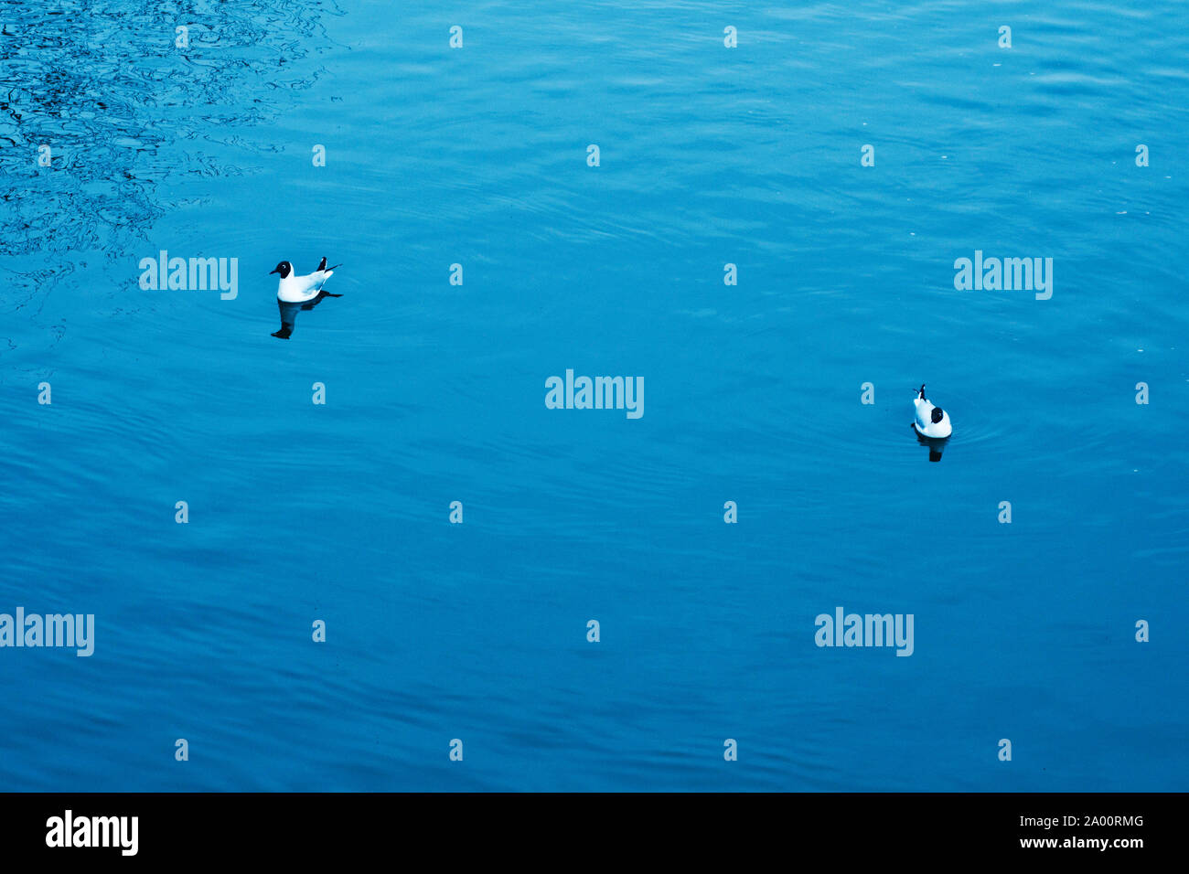 Zwei Vögel im Wasser Stockfoto