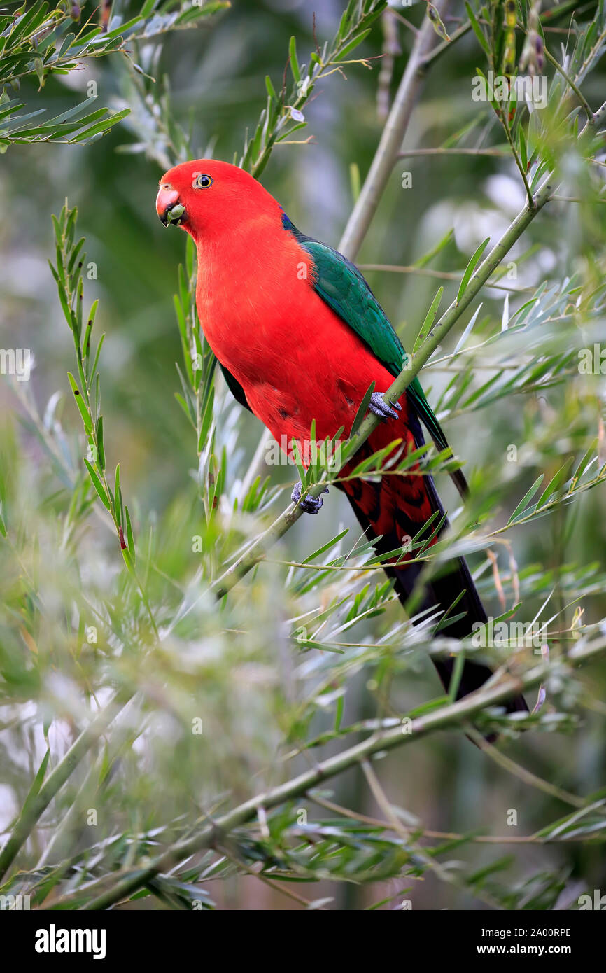 Australische König Parrot, Erwachsenen auf dem Baum Fütterung, Long Beach, New South Wales, Australien, (Alisterus scapularis) Stockfoto