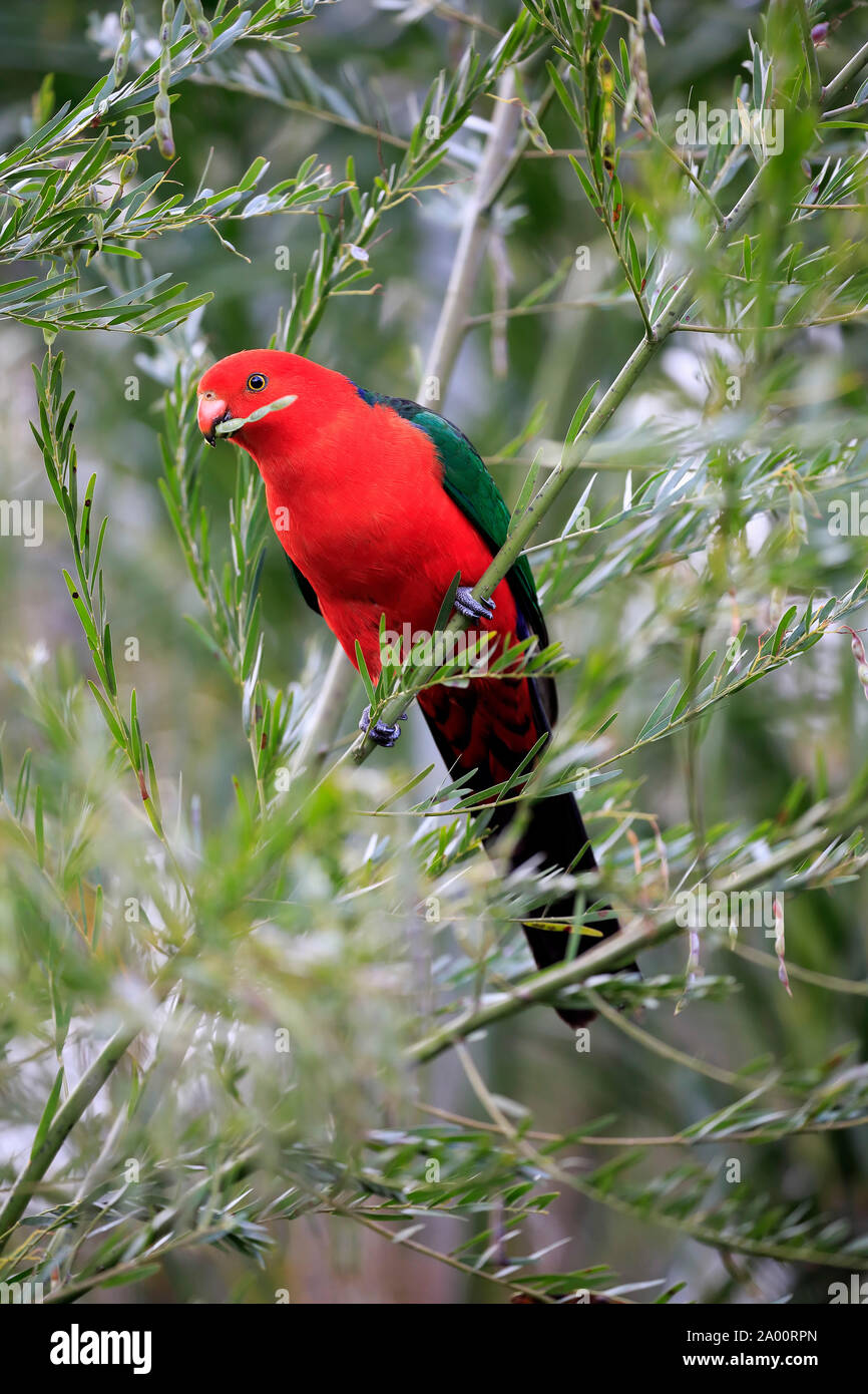 Australische König Parrot, Erwachsenen auf dem Baum Fütterung, Long Beach, New South Wales, Australien, (Alisterus scapularis) Stockfoto