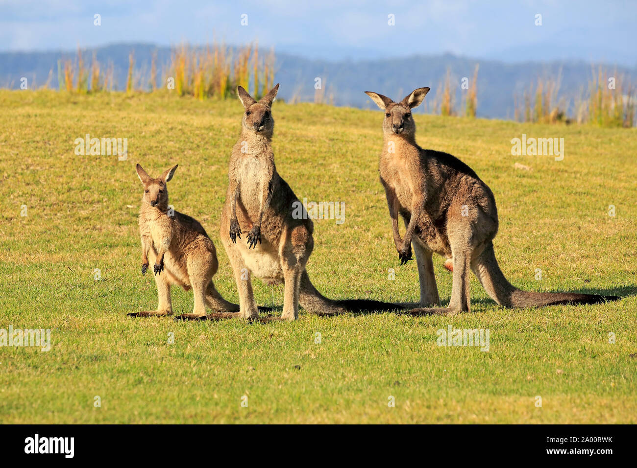 Eastern Grey Kangaroo, erwachsene Frauen und Männer mit Jungen, Maloney Strand, New South Wales, Australien, (Macropus giganteus) Stockfoto