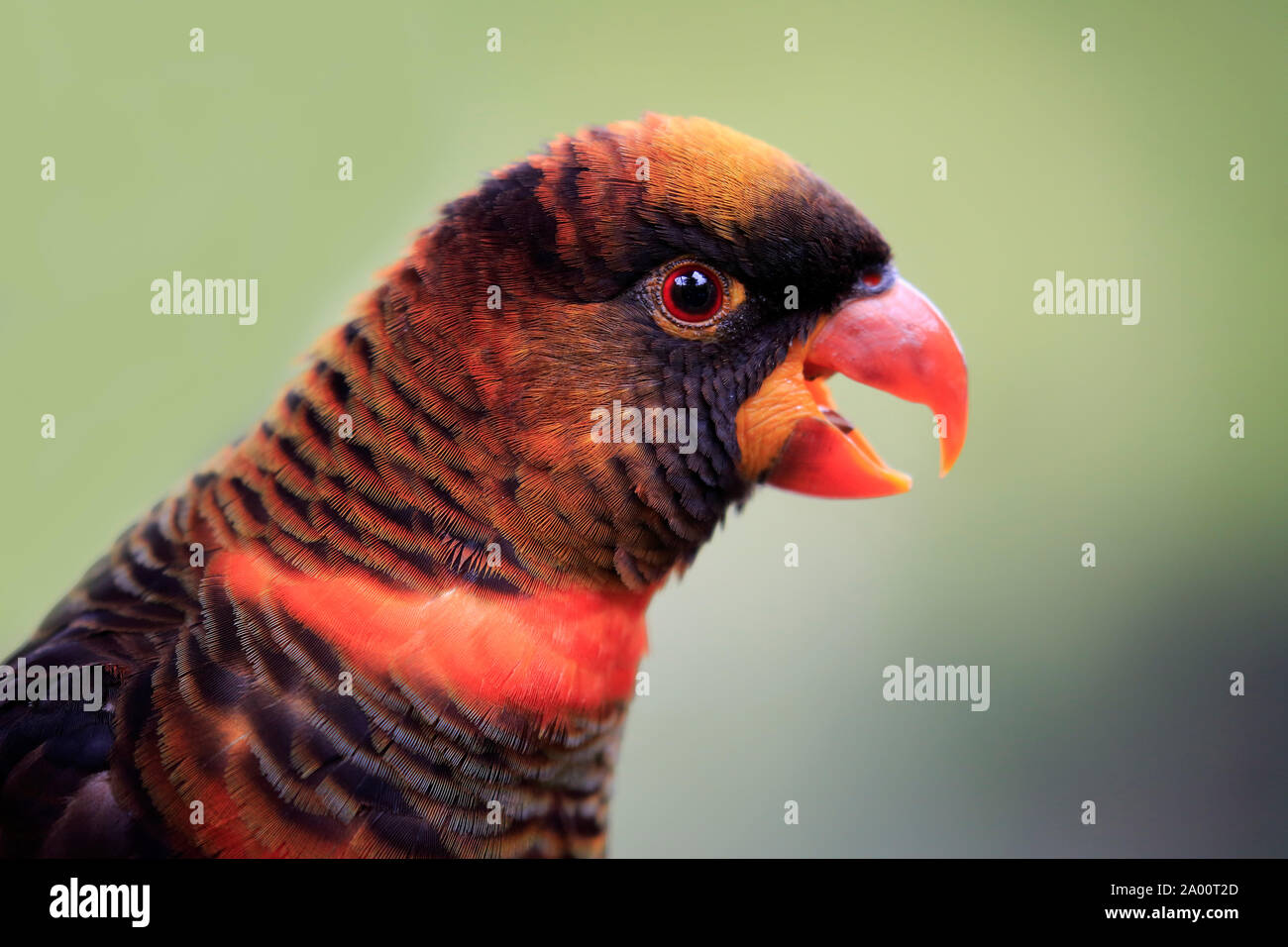 Dusky Lory, erwachsene Porträt, Mount Lofty, South Australia, Australien, (Pseudeos fuscata) Stockfoto