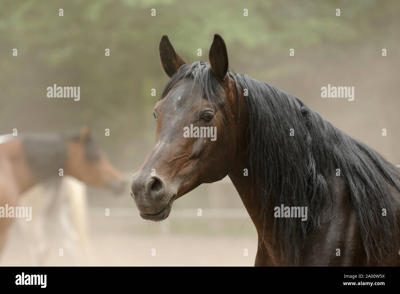 Braun Arabian Horse, Mare Stockfoto