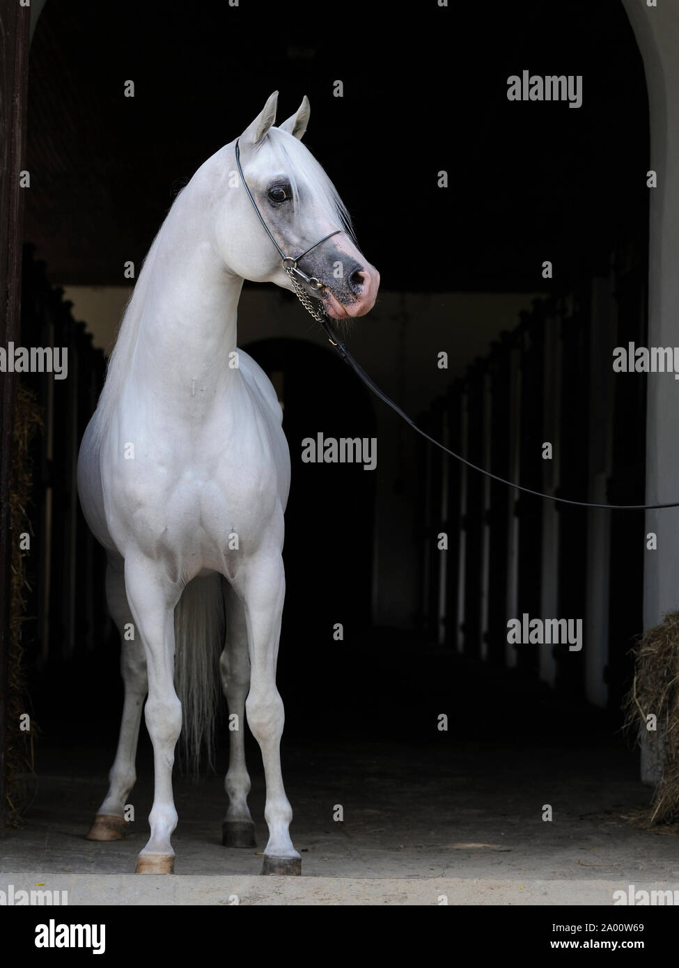 Arabian Horse, graue Hengst in stabilen Lane Stockfoto