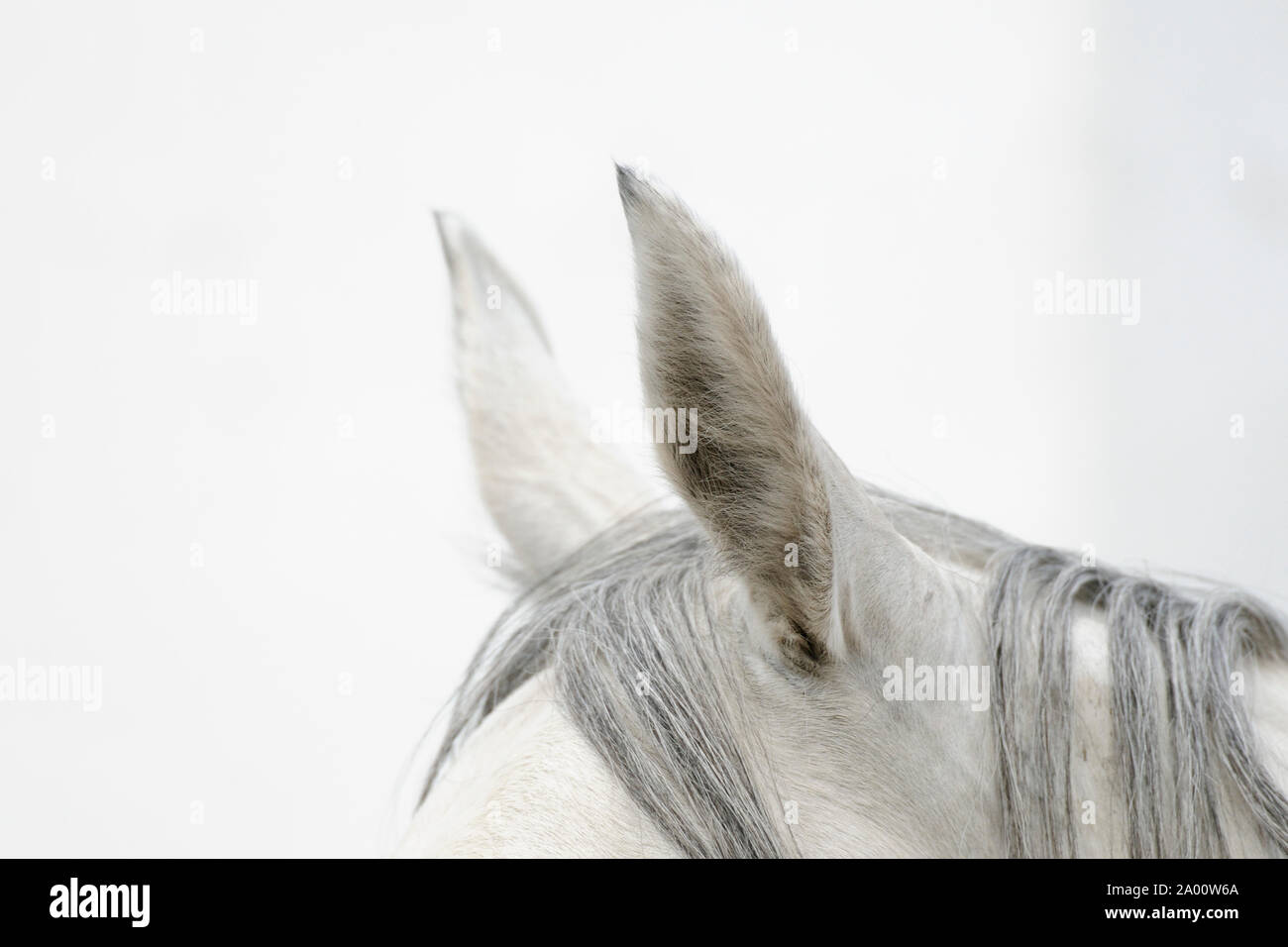 Arabische Pferd, Ohren von Grey Mare Stockfoto