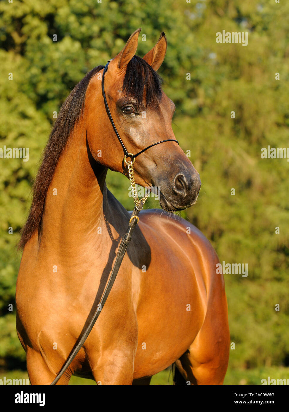 Junge Braune arabische Pferd, Stute mit show Halfter Stockfoto
