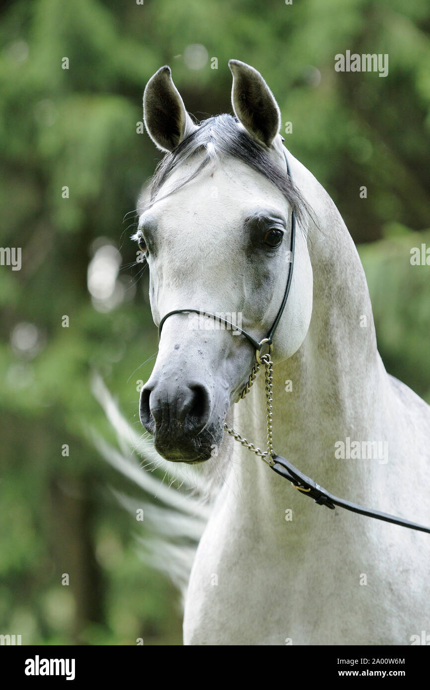 Grau, arabische Pferd, Hengst mit show Halfter Stockfoto